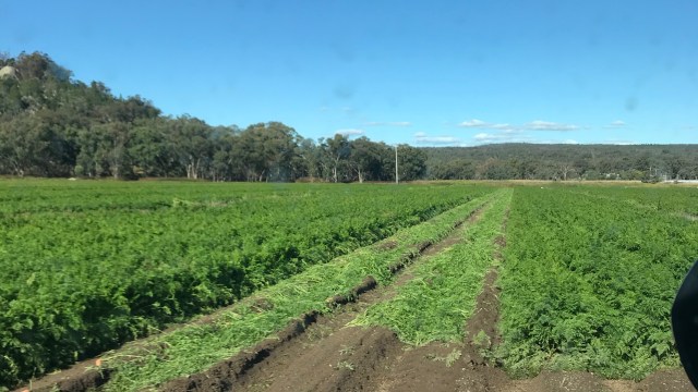 fully grown carrots in a field