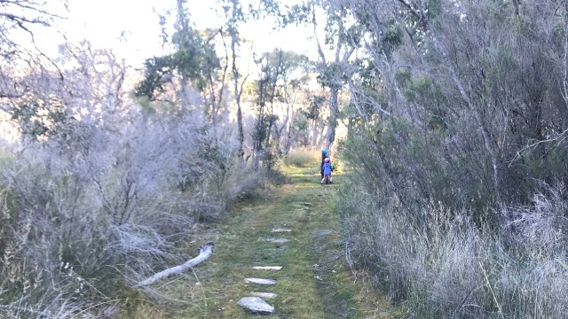 Narrow tree-lined path with stepping stones